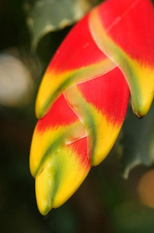The Fiji Orchid Hotell Lautoka Eksteriør bilde
