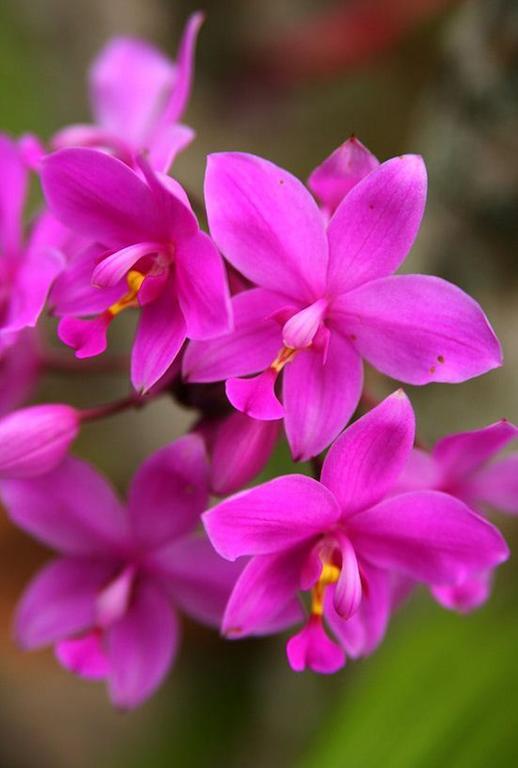 The Fiji Orchid Hotell Lautoka Eksteriør bilde